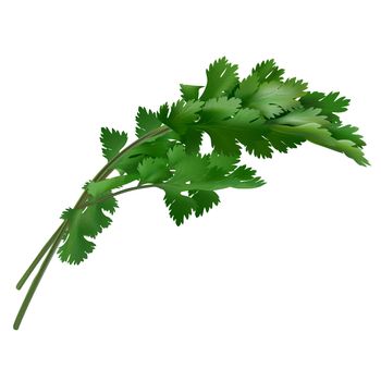 Cilantro leaves. Isolated illustration on white background.