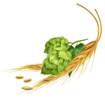 Hops and malt isolated illustration on white background.