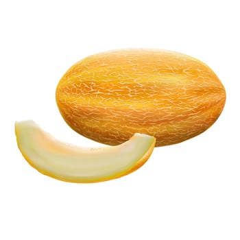 Melon isolated illustration on white background.