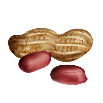 Peanut isolated illustration on white background.