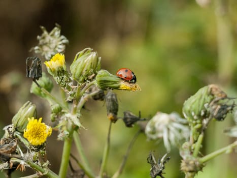 beautiful 7 dot small ladybird bug from side on flower tip bud; essex; england; uk