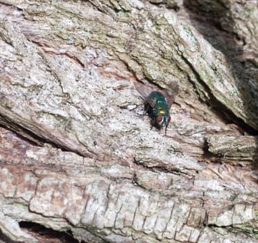 ugly green fly on wood close up ; essex; england; uk