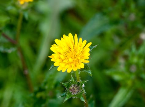 beautiful close up of full bloom yellow dandelion flower head in grass; essex; england; uk