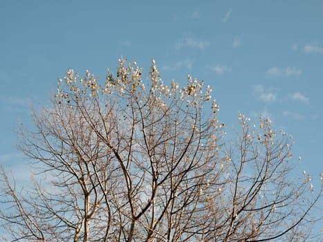 beautiful bare autumn branches in cloudy sky background; essex; england; uk
