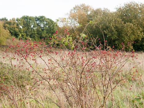 bunch of red ripe wild rose hips on bush autumn berries; essex; england; uk