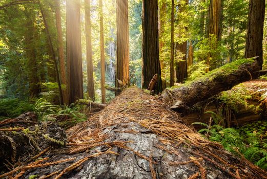 Fallen Redwood Tree in Northern California Forest, Color Image