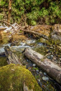 Fern Canyon in Humboldt County, California, Color Image