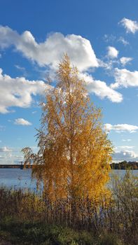 yellowed birch on the bank of the river, against the background of a bright blue sky with white clouds. Autumn, a sunny day