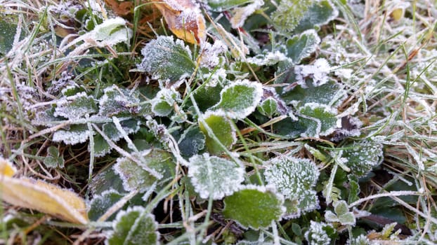 Morning frost on the leaves and grass. Autumn frosts