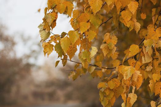 background texture of yellow leaves autumn leaf background.