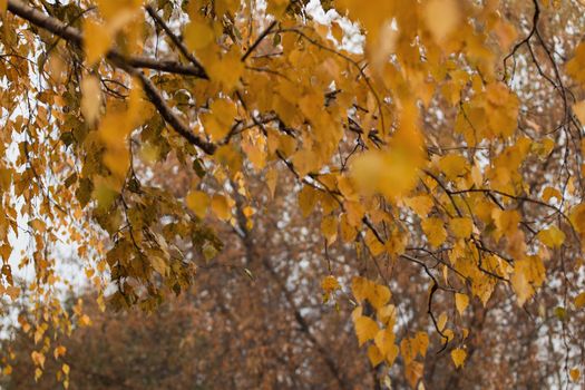 background texture of yellow leaves autumn leaf background.