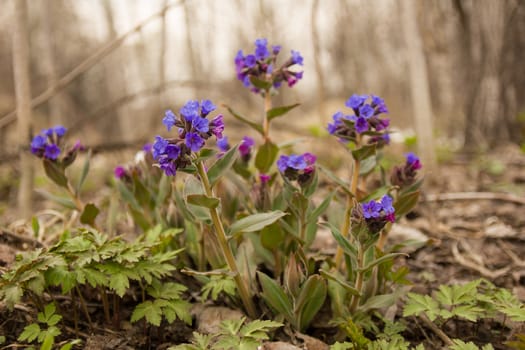 the first spring flowers field in a clearing in the woods