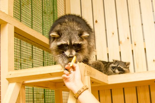 raccoon petting zoo sits on the site