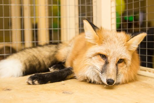 tired Fox in the petting zoo sleeping