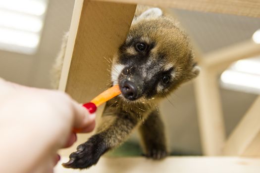 South American coati (Nasua nasua), also known as the ring-tailed coati. Wildlife animal.