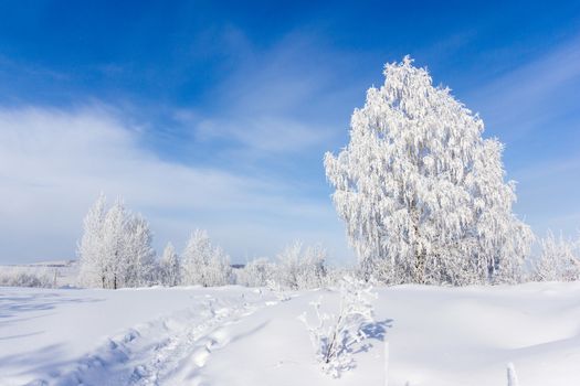 Frosty trees in cold day in Sunny weather