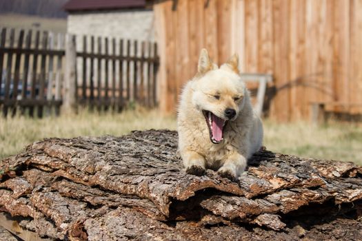 little red dog yawns and guarding the territory near the house