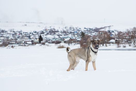 Dog plays in the snow by the river in cloudy day