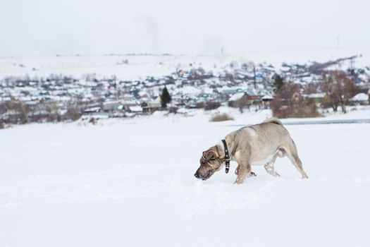 Dog plays in the snow by the river in cloudy day