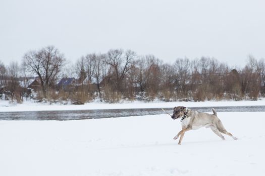 Dog plays in the snow by the river in cloudy day