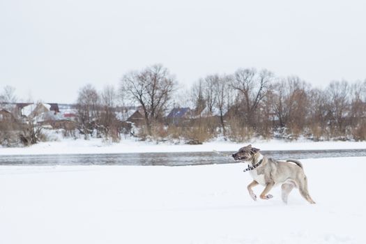 Dog plays in the snow by the river in cloudy day