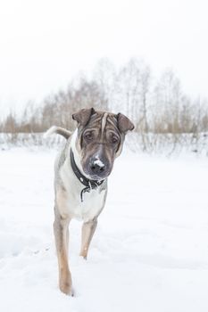 Dog plays in the snow by the river in cloudy day