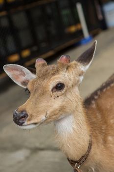young deer closeup of the little horns