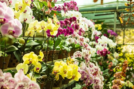 Beautiful colorful flowers orchids Phalaenopsis with a natural background.