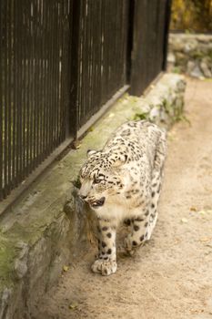 a snow leopard walks in the cage at the zoo