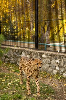 North Chinese leopard resting in a ZOO cage