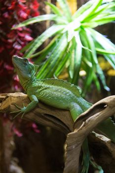 Sleeping dragon - Close-up portrait of a resting orange colored male Green iguana (Iguana iguana).