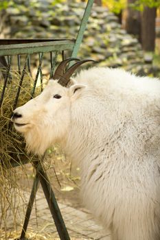 Mountain Goat
