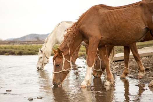 Horse drinking water