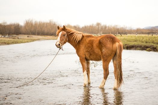 Horse drinking water