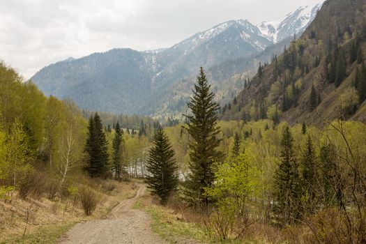 Forest road to the mountains on a warm spring day