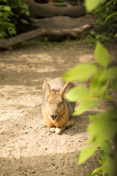Kangaroo in Zoo