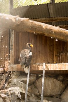 Bald Eagle (Haliaeetus leucocephalus) Portrait also known as American Eagle