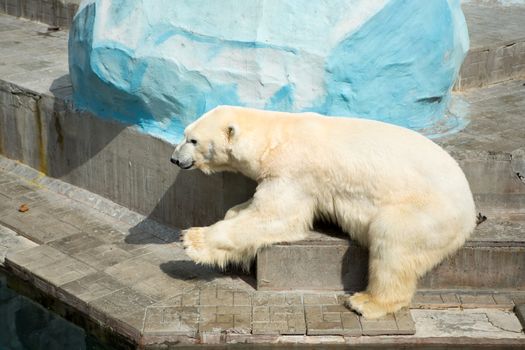 Polar bear in a zoo