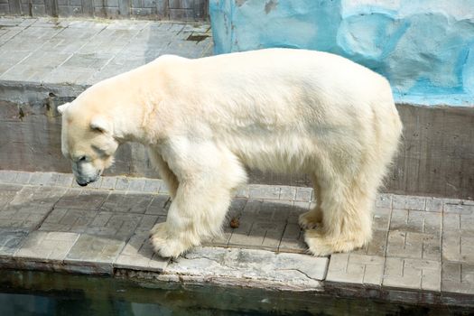 Polar bear in a zoo