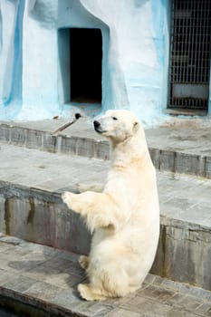 Polar bear in a zoo