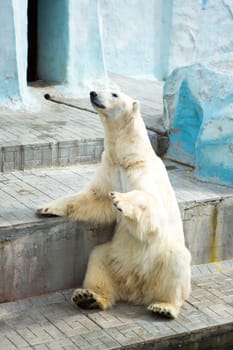 Polar bear in a zoo