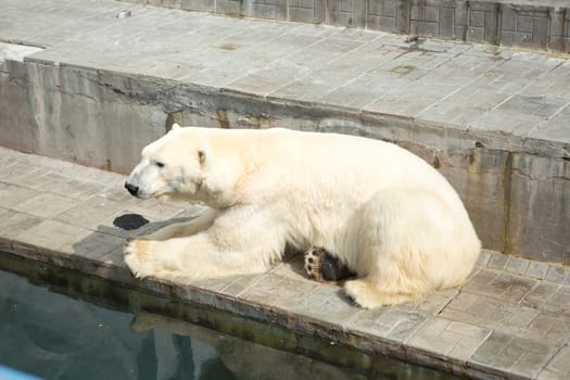 Polar bear in a zoo