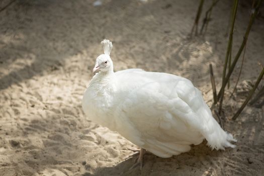 White peacock standing
