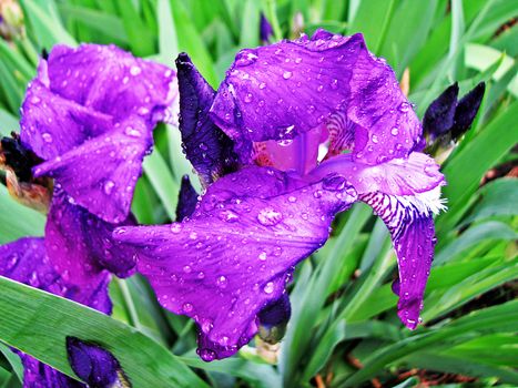 Beautiful flowers of iris violet after the rain on a summer morning.