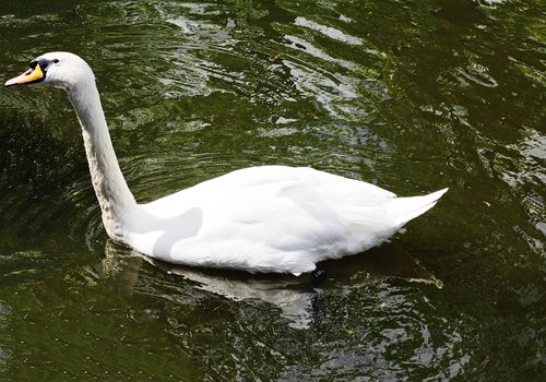 A beautiful white swan floats in the pond of the city park.