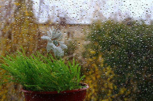 rain on the street . a lone flower stands outside the window. on the glass a lot of water drops.a strong wind shakes the trees. autumn .