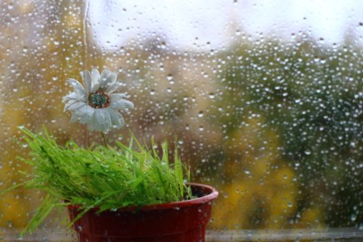 rain on the street . a lone flower stands outside the window. on the glass a lot of water drops.a strong wind shakes the trees. autumn .