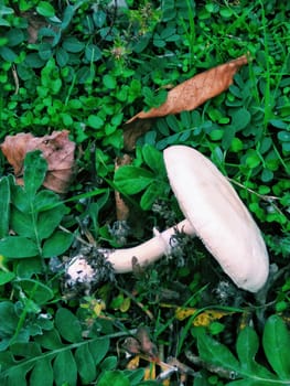 White Mushroom on green forest floor