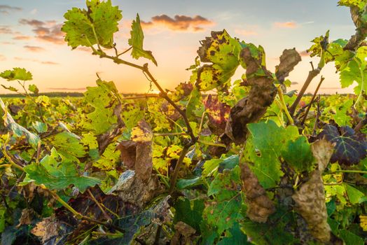 Vineyard in France