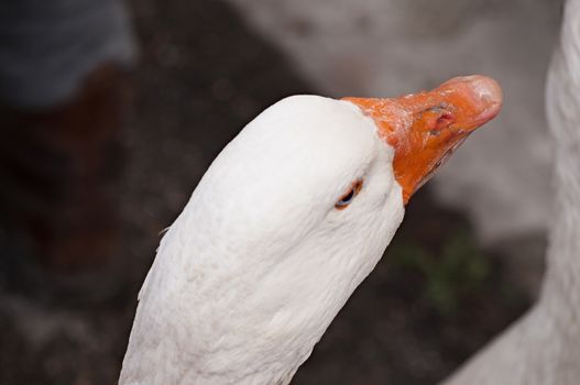 a close-up of the head of a white goose